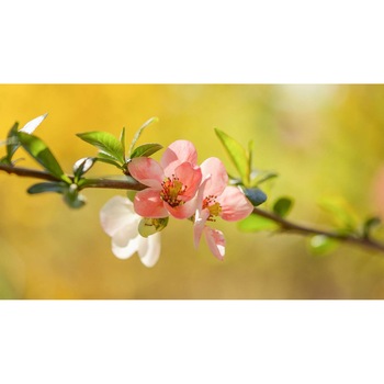 Tablou canvas 75x50 cm, Natura cu Flori model 374 Tablou canvas 75x50 cm, Natura cu Flori model 374