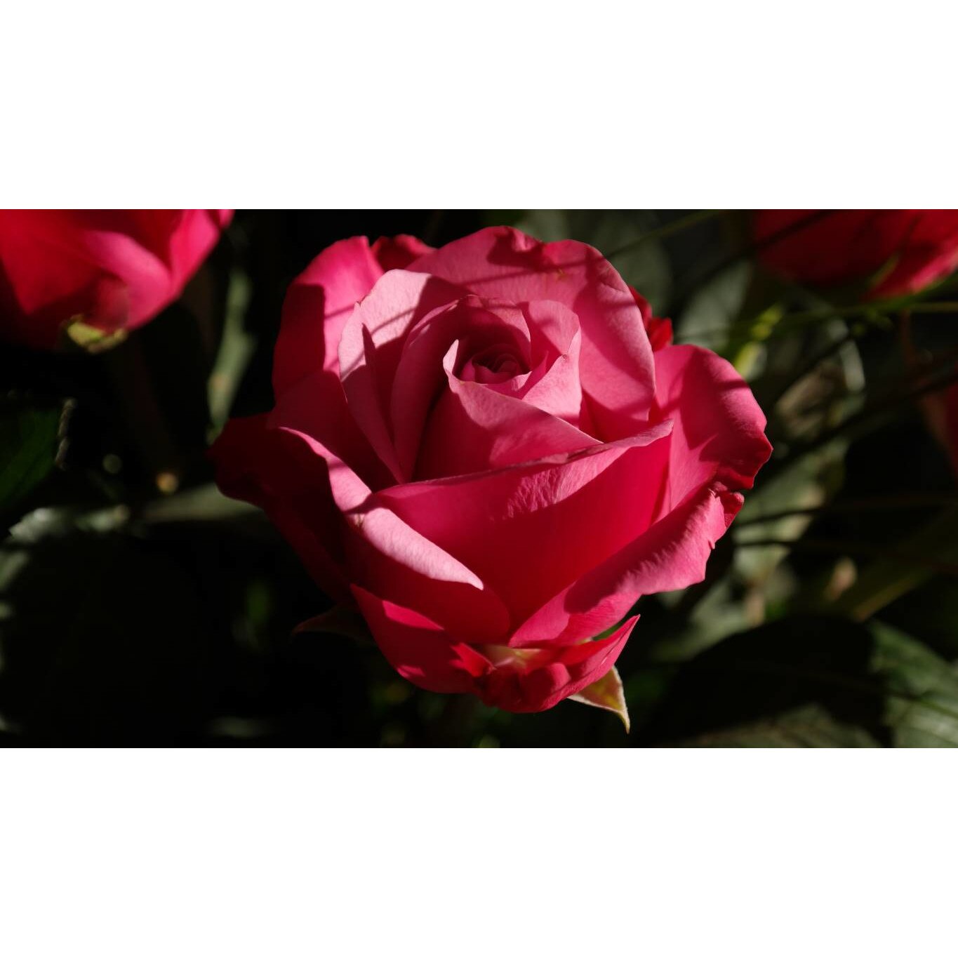 Tablou canvas 75x50 cm, Natura cu Flori model 384