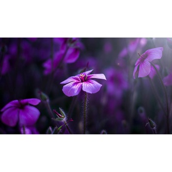 Tablou canvas 75x50 cm, Natura cu Flori model 387 Tablou canvas 75x50 cm, Natura cu Flori model 387