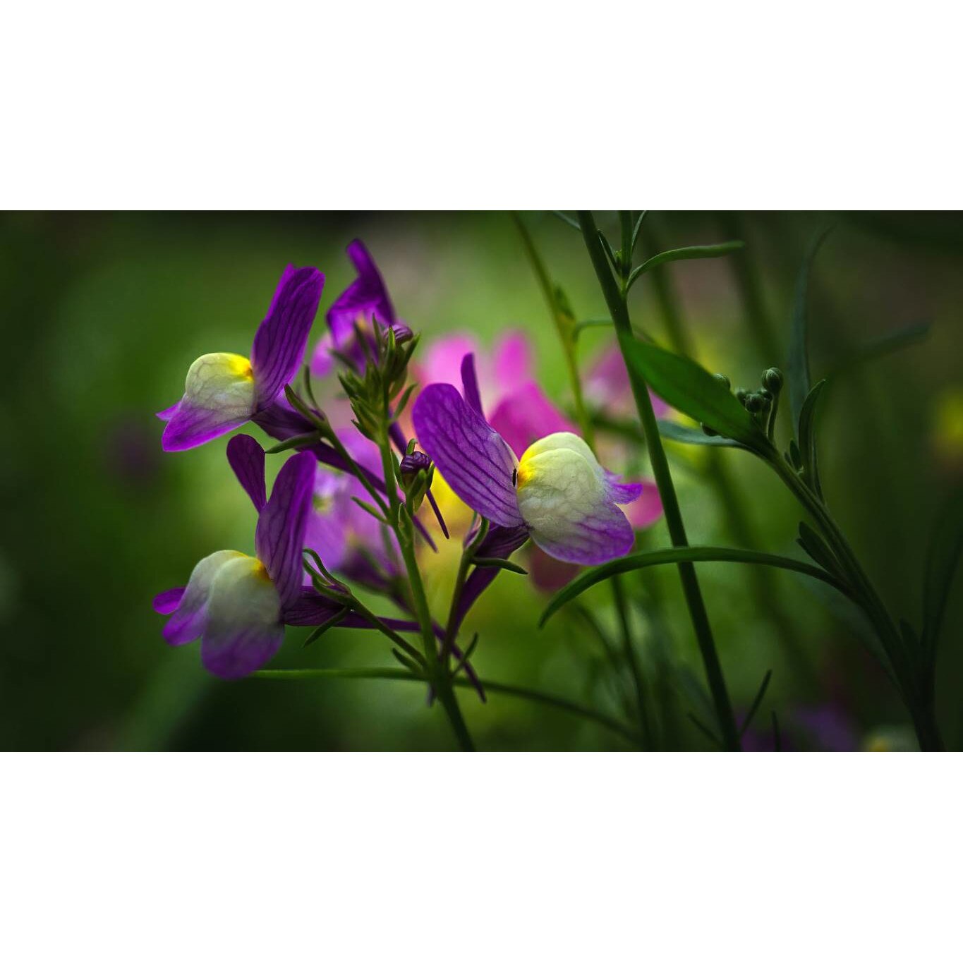 Tablou canvas 90x50 cm, Natura cu Flori model 390