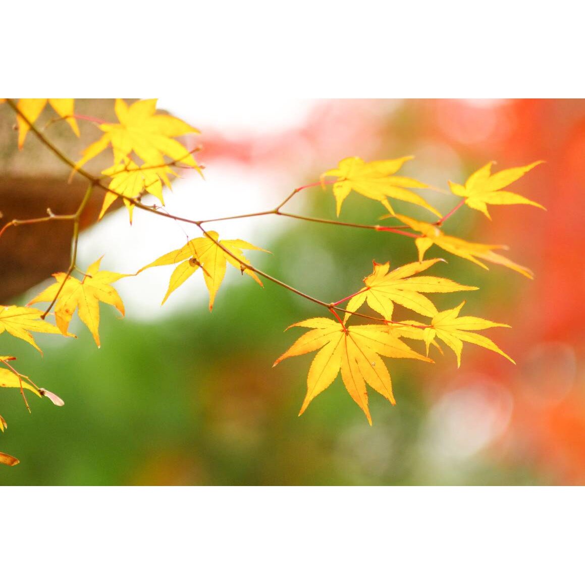 Tablou canvas 90x50 cm, Natura cu Flori model 376