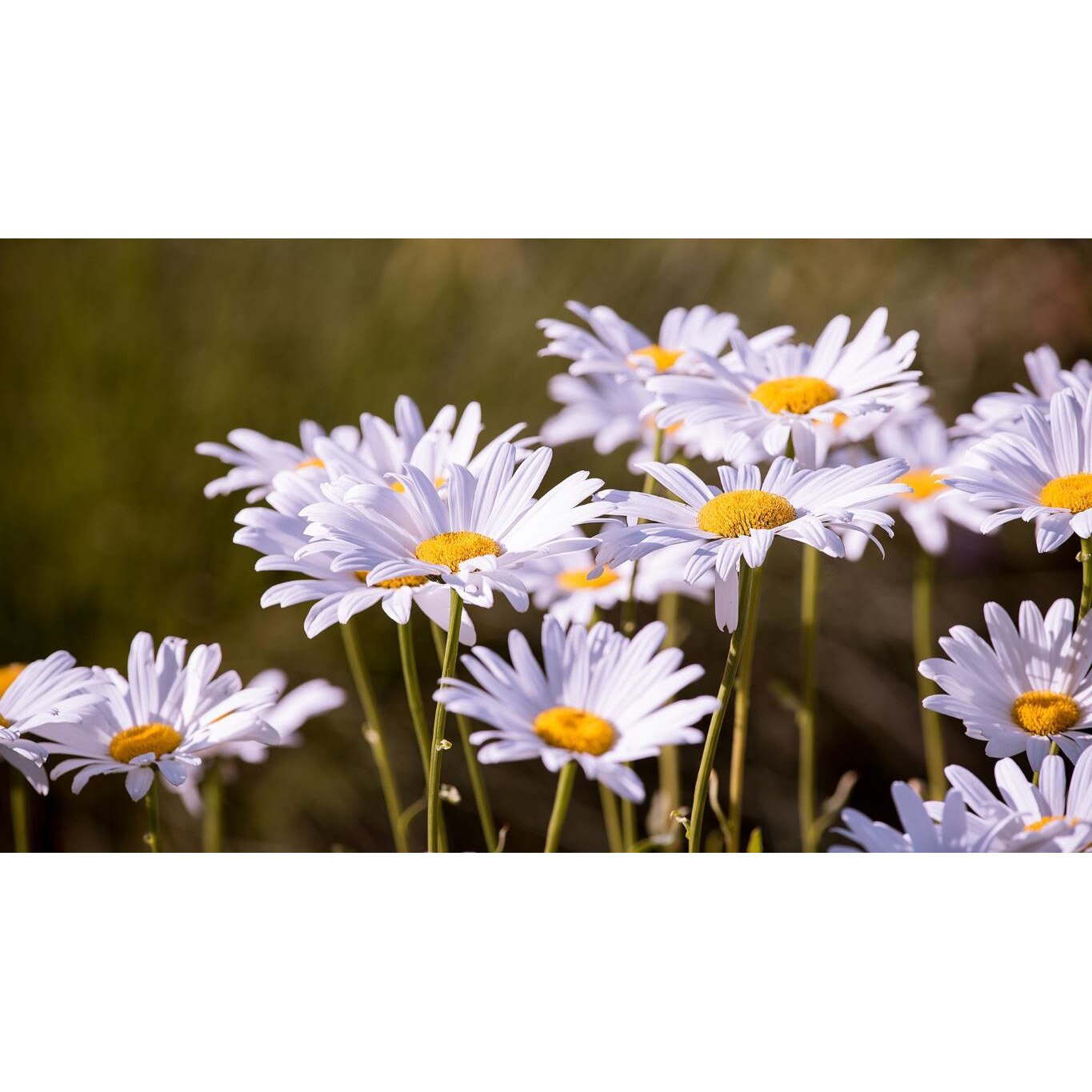 Tablou canvas 75x50 cm, Natura cu Flori model 336