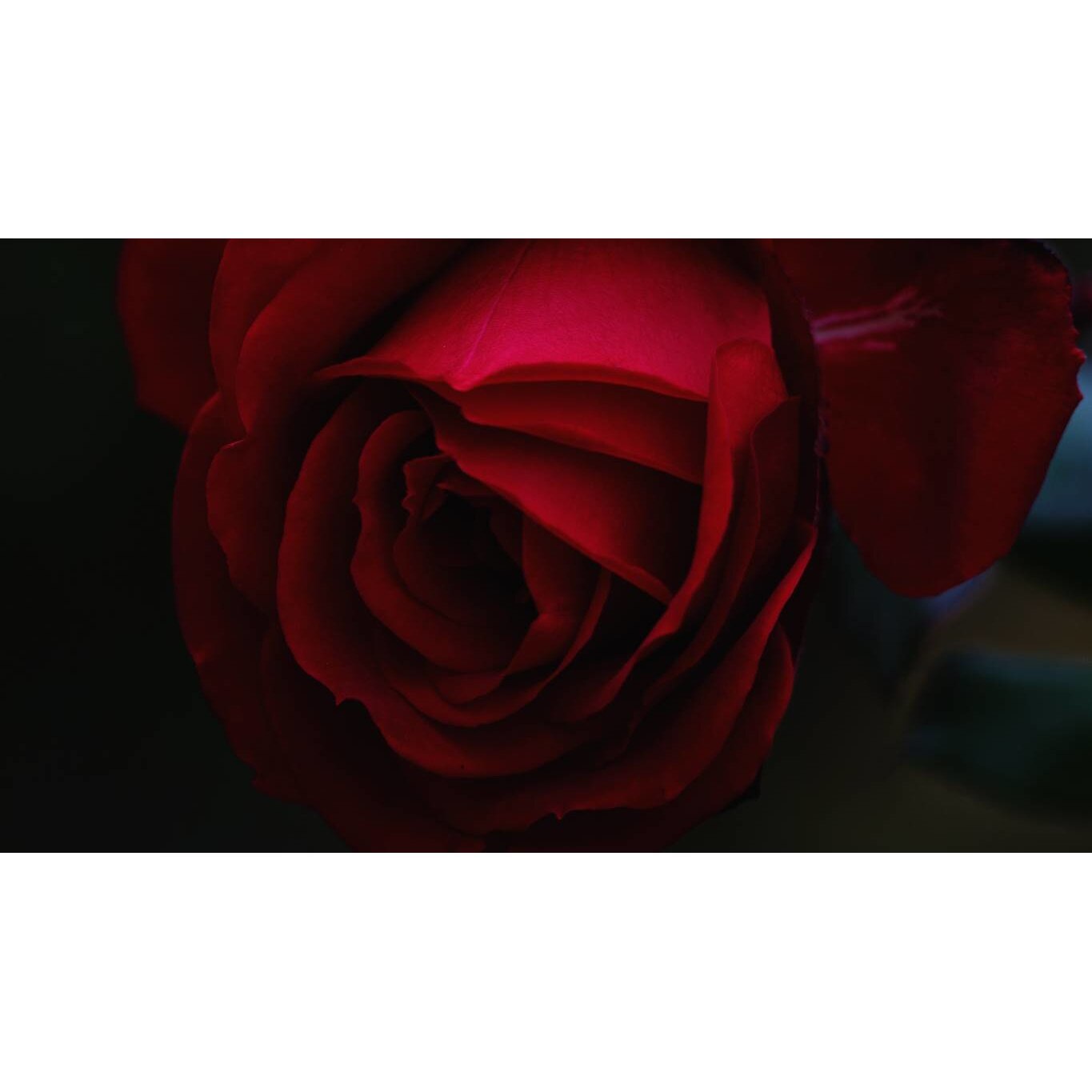 Tablou canvas 75x50 cm, Natura cu Flori model 327