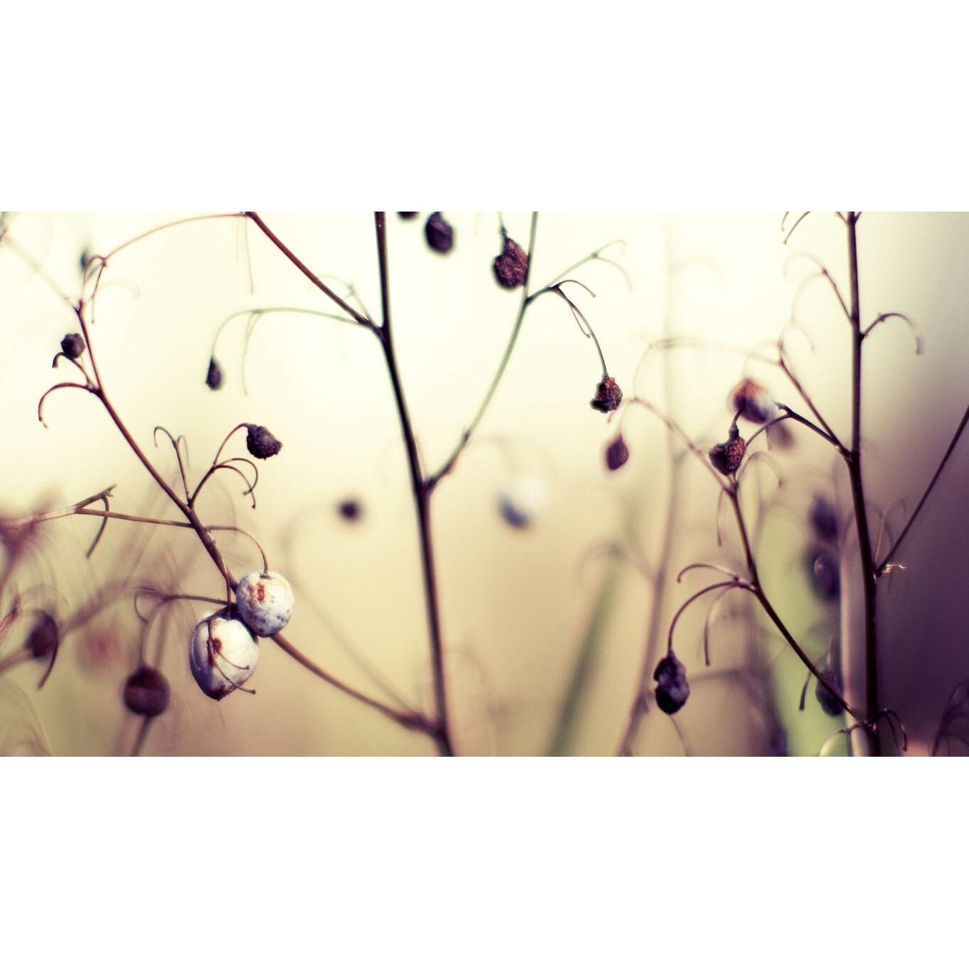 Tablou canvas 75x50 cm, Natura cu Flori model 377