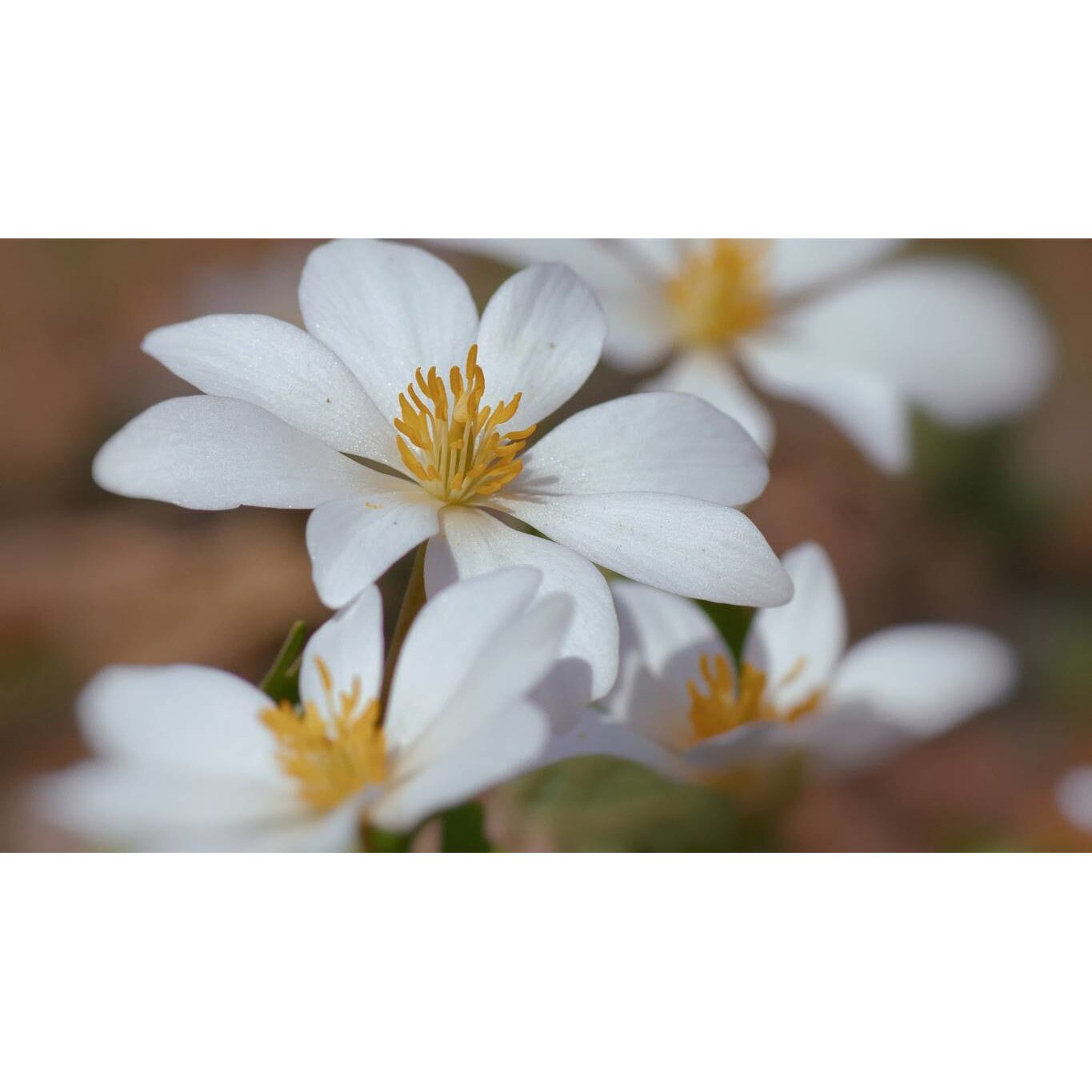 Tablou canvas 90x50 cm, Natura cu Flori model 353