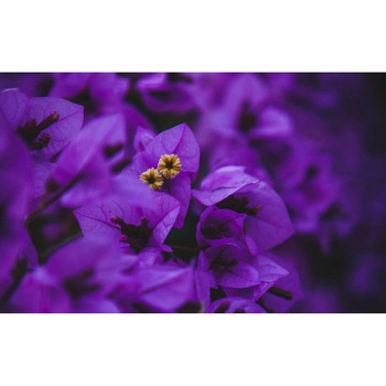 Tablou canvas 90x50 cm, Natura cu Flori model 375 Tablou canvas 90x50 cm, Natura cu Flori model 375