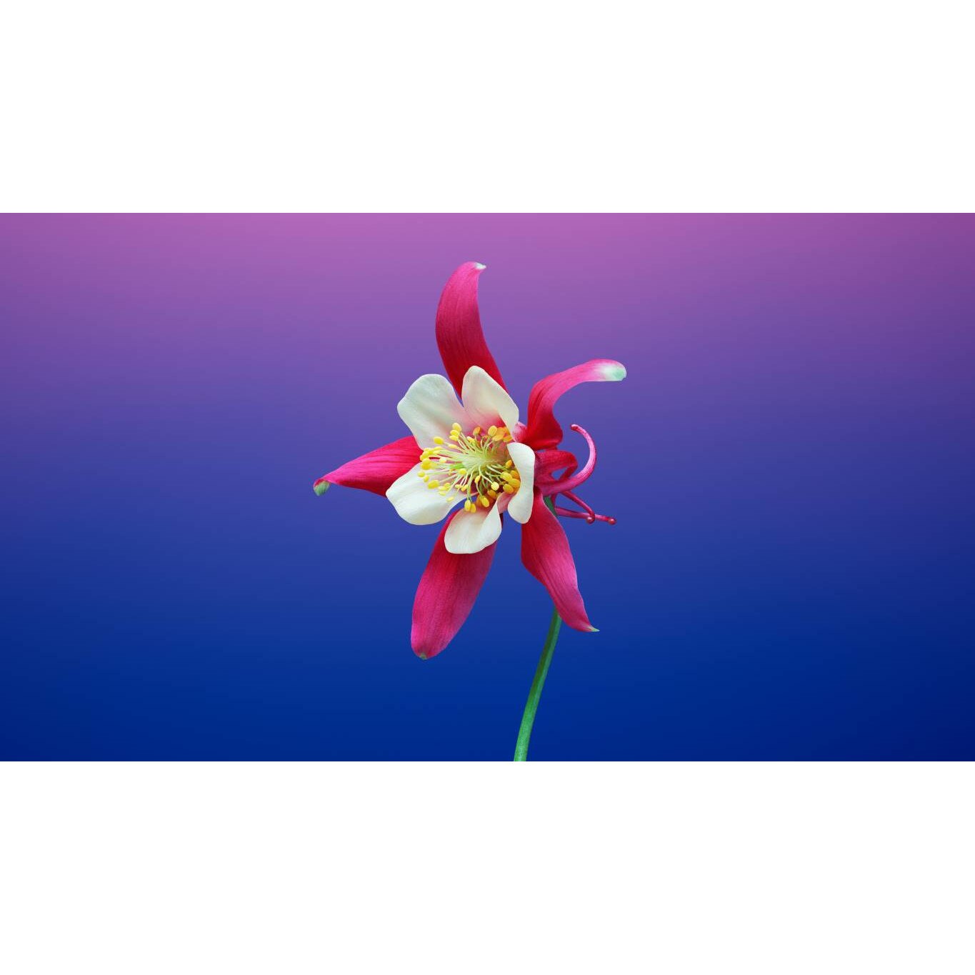 Tablou canvas 90x50 cm, Natura cu Flori model 341