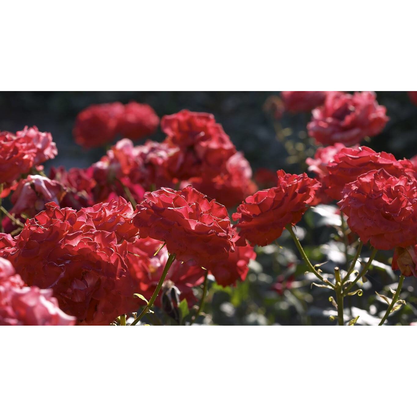 Tablou canvas 75x50 cm, Natura cu Flori model 328