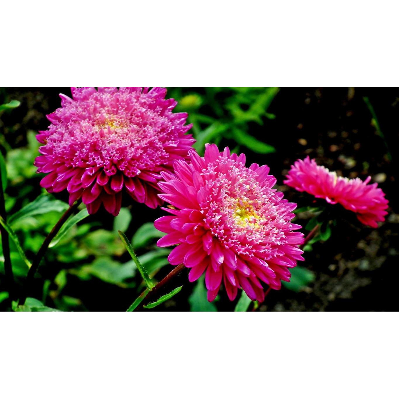 Tablou canvas 75x50 cm, Natura cu Flori model 393