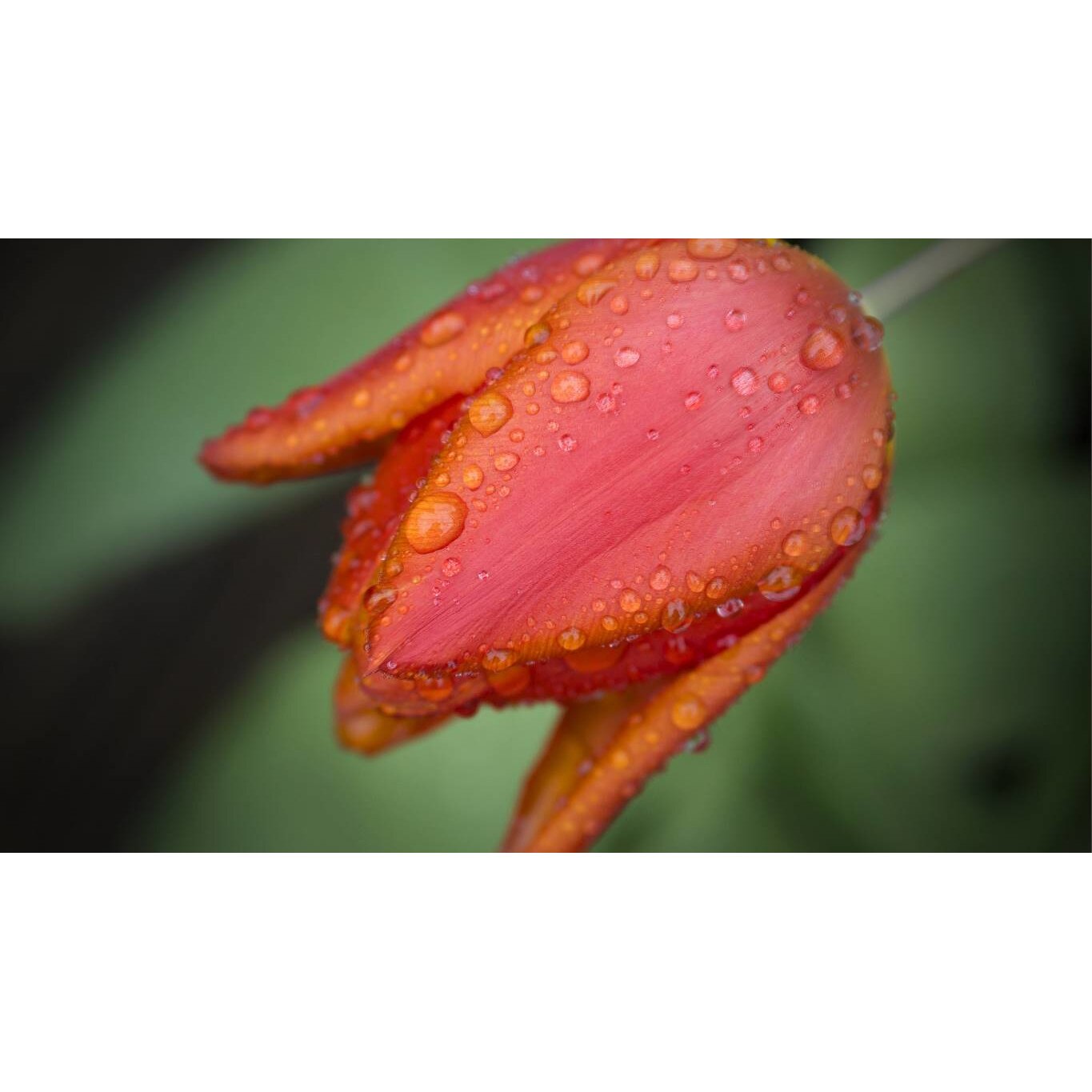 Tablou canvas 90x50 cm, Natura cu Flori model 342