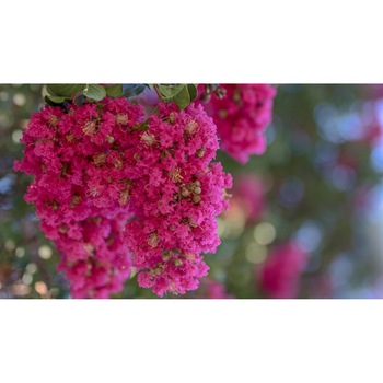 Tablou canvas 90x50 cm, Natura cu Flori model 392 Tablou canvas 90x50 cm, Natura cu Flori model 392