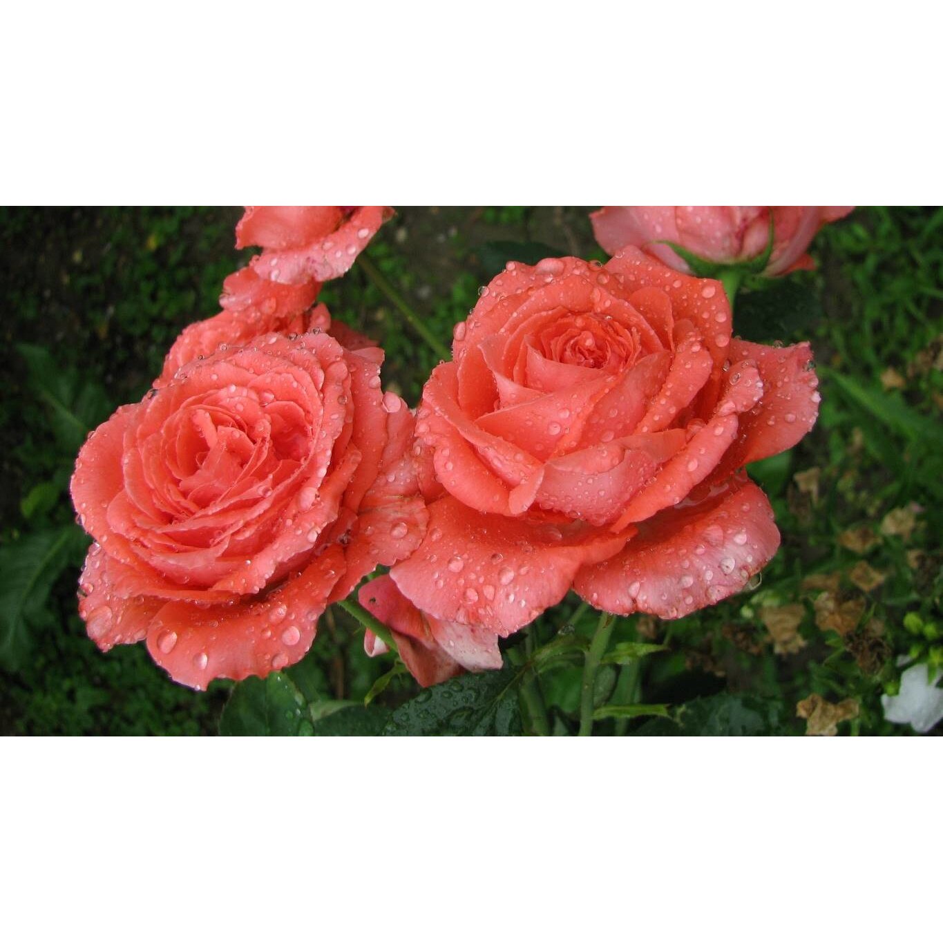 Tablou canvas 75x50 cm, Natura cu Flori model 354