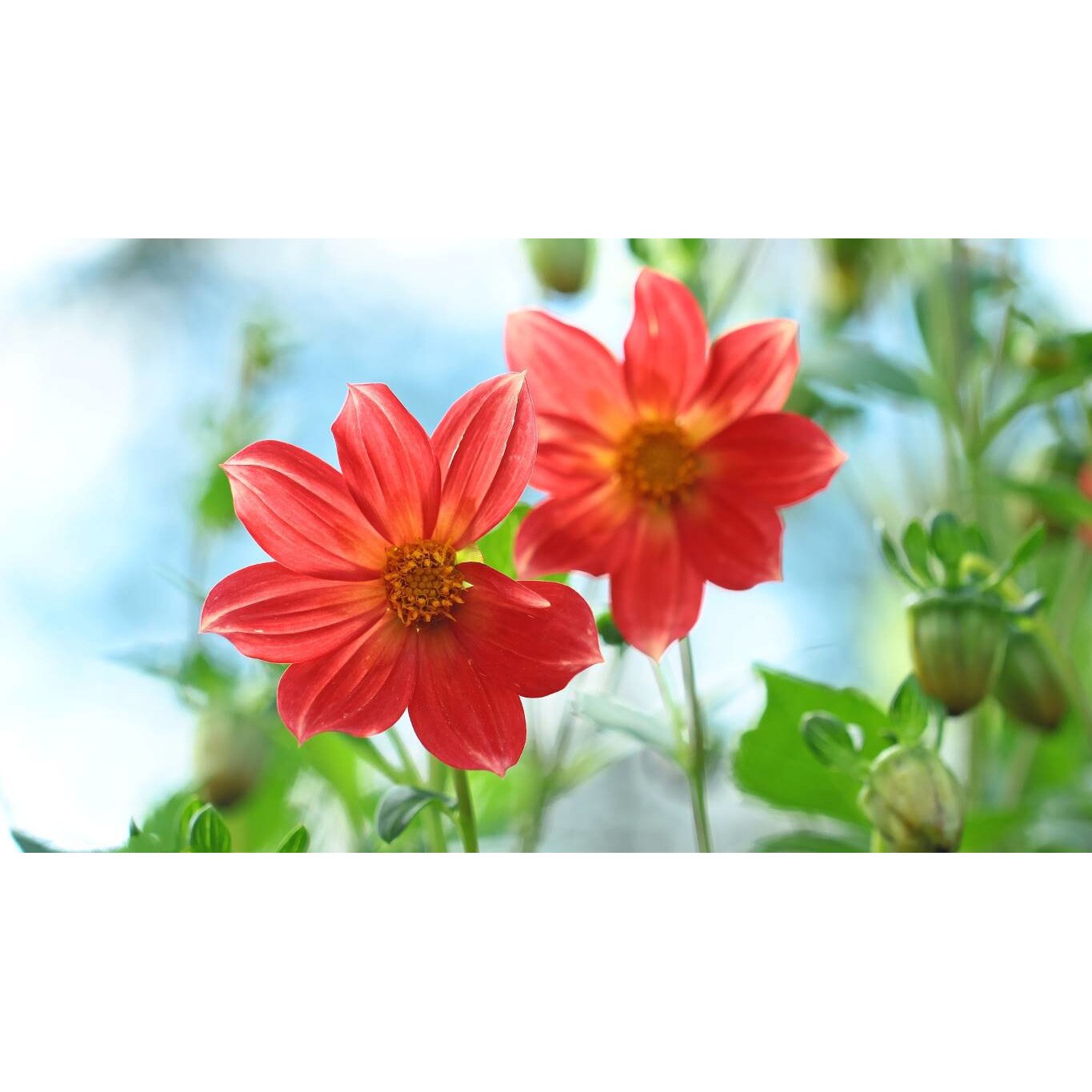 Tablou canvas 75x50 cm, Natura cu Flori model 394