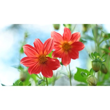 Tablou canvas 75x50 cm, Natura cu Flori model 394 Tablou canvas 75x50 cm, Natura cu Flori model 394