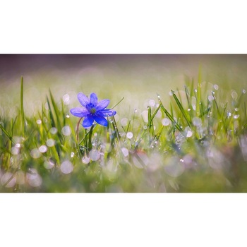 Tablou canvas 75x50 cm, Natura cu Flori model 379 Tablou canvas 75x50 cm, Natura cu Flori model 379