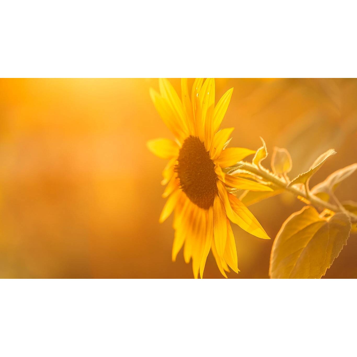 Tablou canvas 90x50 cm, Natura cu Flori model 398