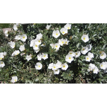 Tablou canvas 90x50 cm, Natura cu Flori model 397 Tablou canvas 90x50 cm, Natura cu Flori model 397