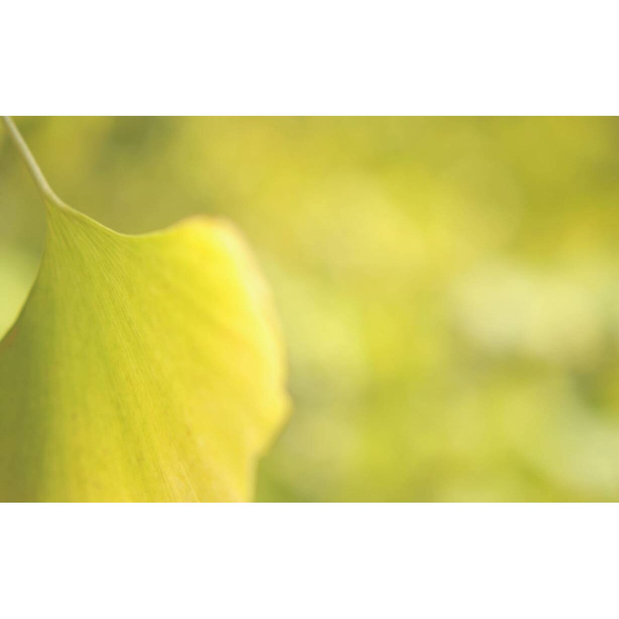 Tablou canvas 75x50 cm, Natura cu Flori model 371