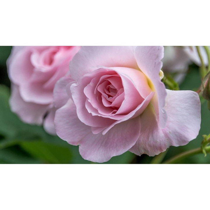 Tablou canvas 40x30 cm, Natura cu Flori model 382