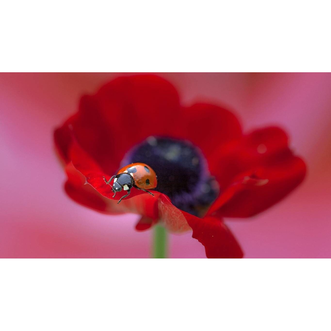 Tablou canvas 75x50 cm, Natura cu Flori model 362