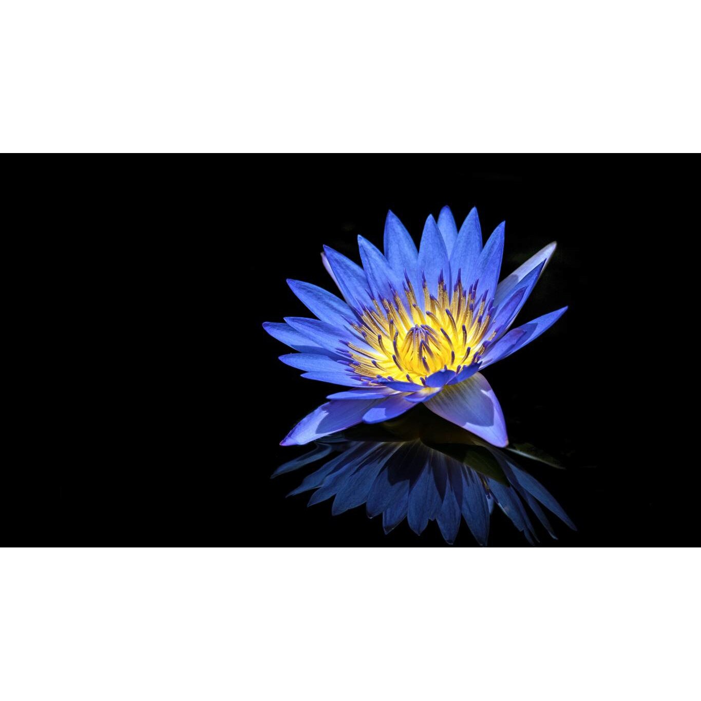 Tablou canvas 75x50 cm, Natura cu Flori model 372