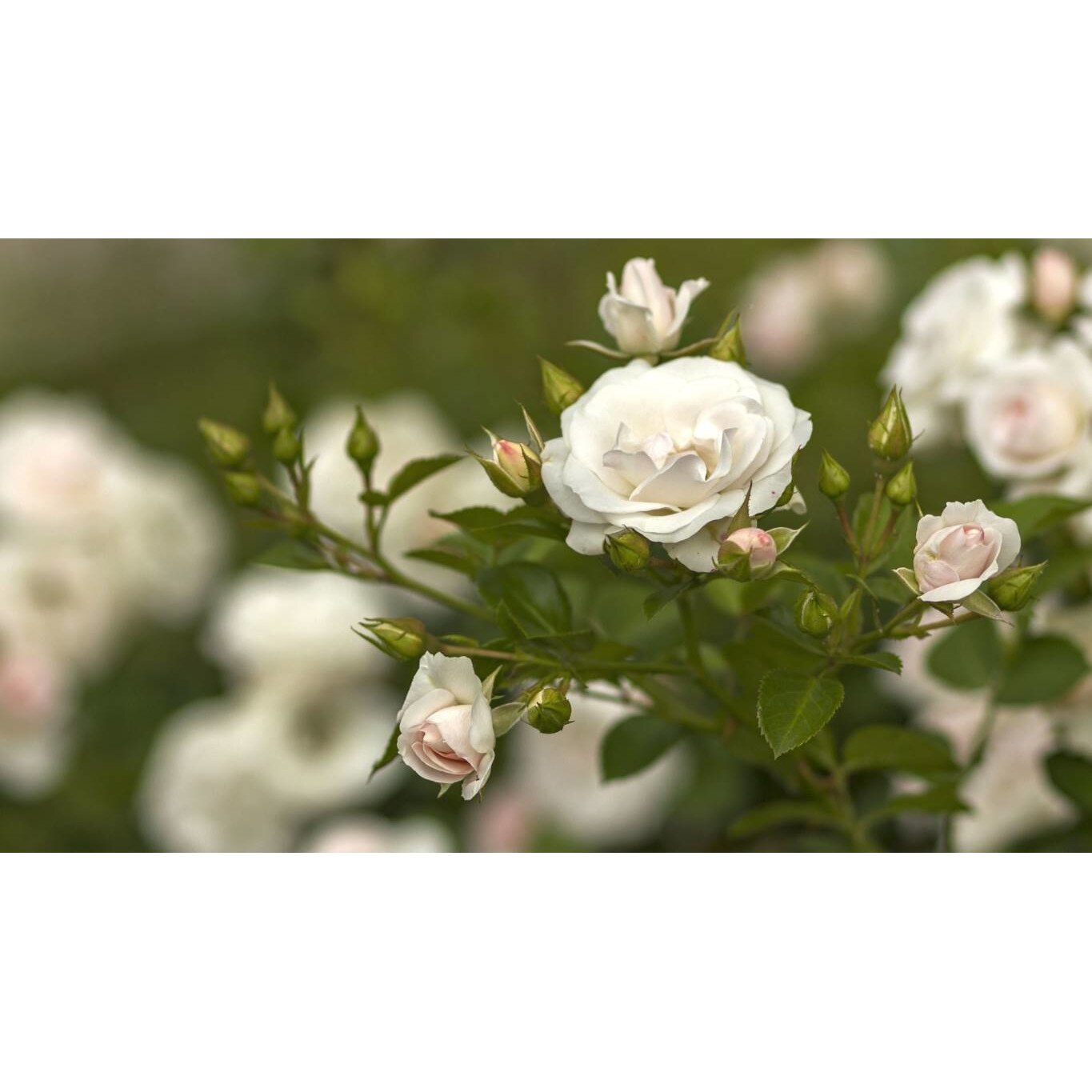 Tablou canvas 75x50 cm, Natura cu Flori model 389