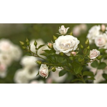 Tablou canvas 75x50 cm, Natura cu Flori model 389 Tablou canvas 75x50 cm, Natura cu Flori model 389