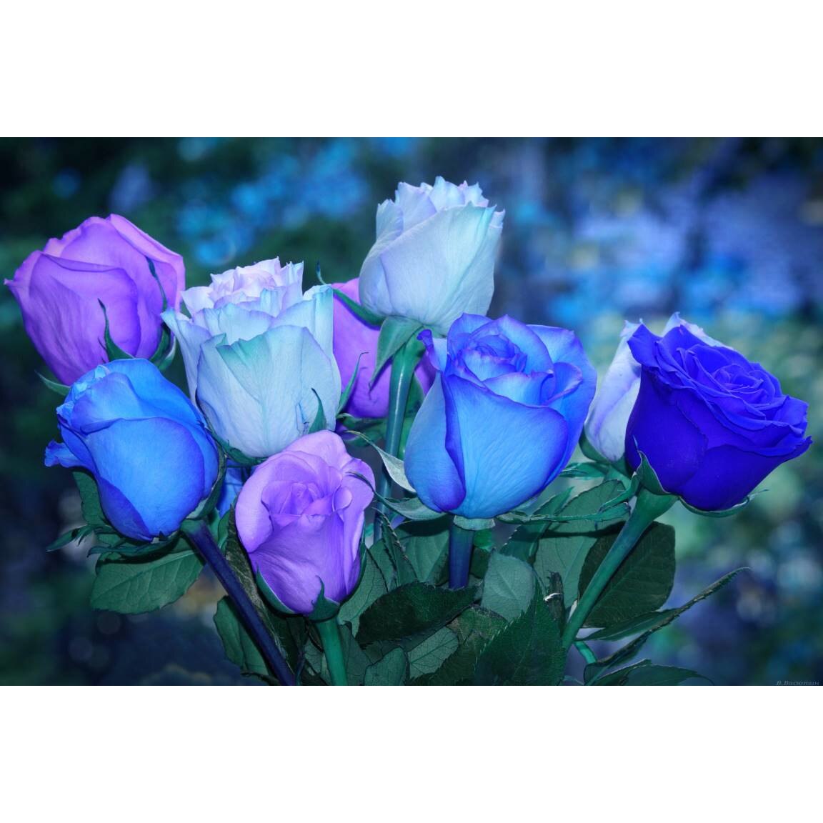 Tablou canvas 75x50 cm, Natura cu Flori model 395