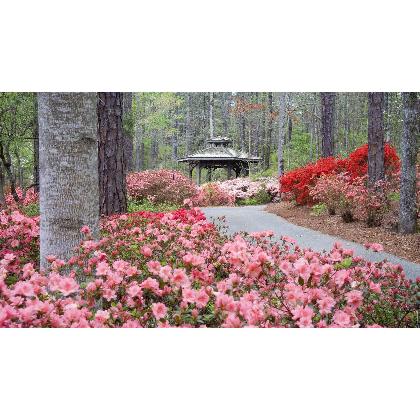 Tablou canvas 75x50 cm, Natura cu Flori model 351