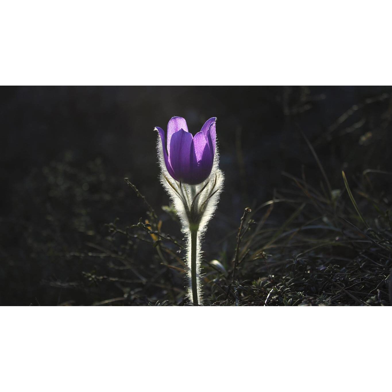 Tablou canvas 75x50 cm, Natura cu Flori model 388