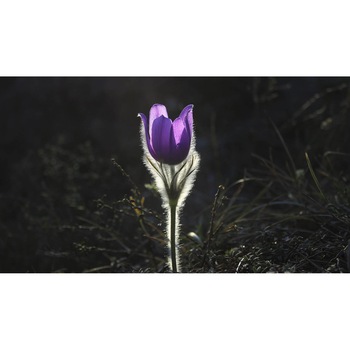 Tablou canvas 75x50 cm, Natura cu Flori model 388 Tablou canvas 75x50 cm, Natura cu Flori model 388