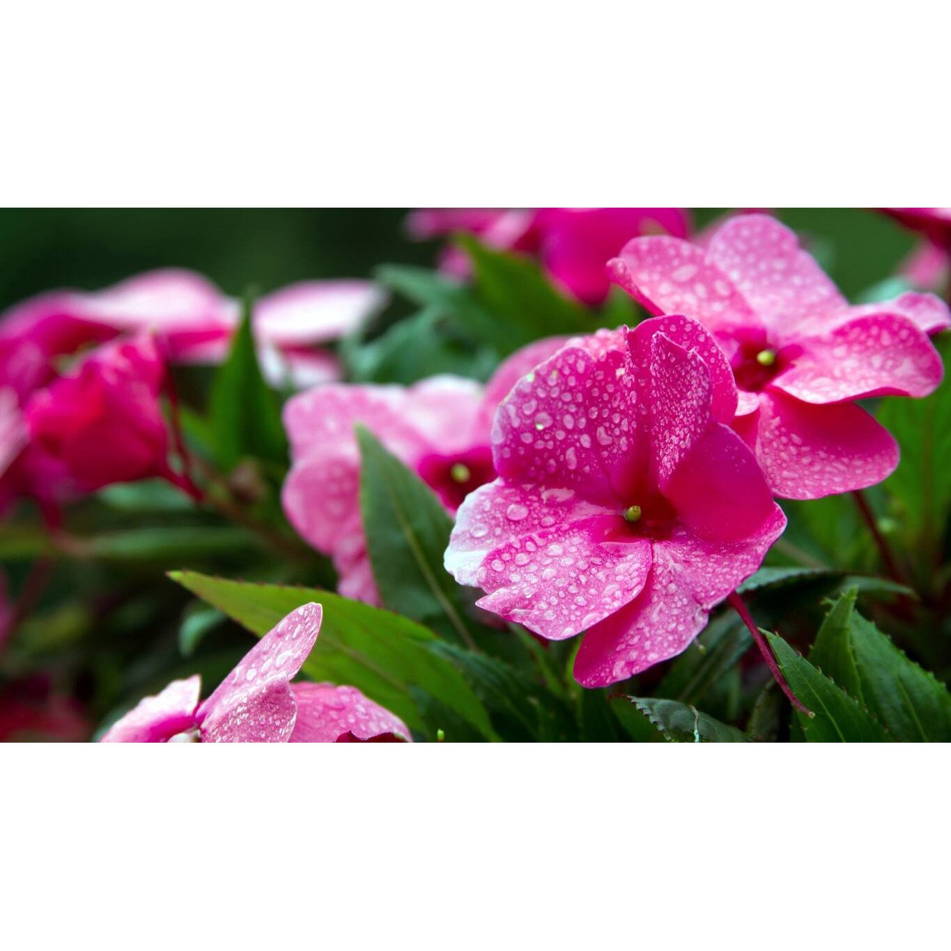 Tablou canvas 75x50 cm, Natura cu Flori model 370