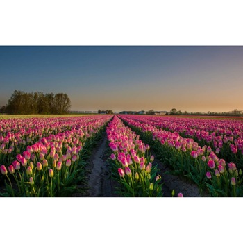 Tablou canvas 75x50 cm, Natura cu Flori model 386 Tablou canvas 75x50 cm, Natura cu Flori model 386