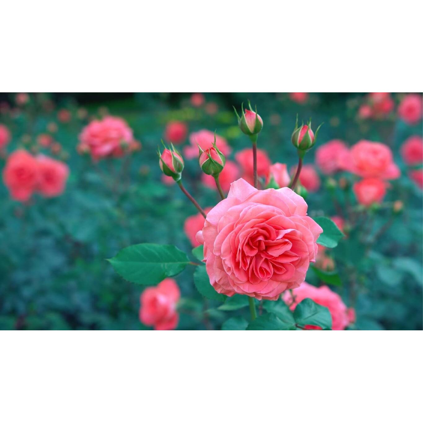 Tablou canvas 90x50 cm, Natura cu Flori model 381