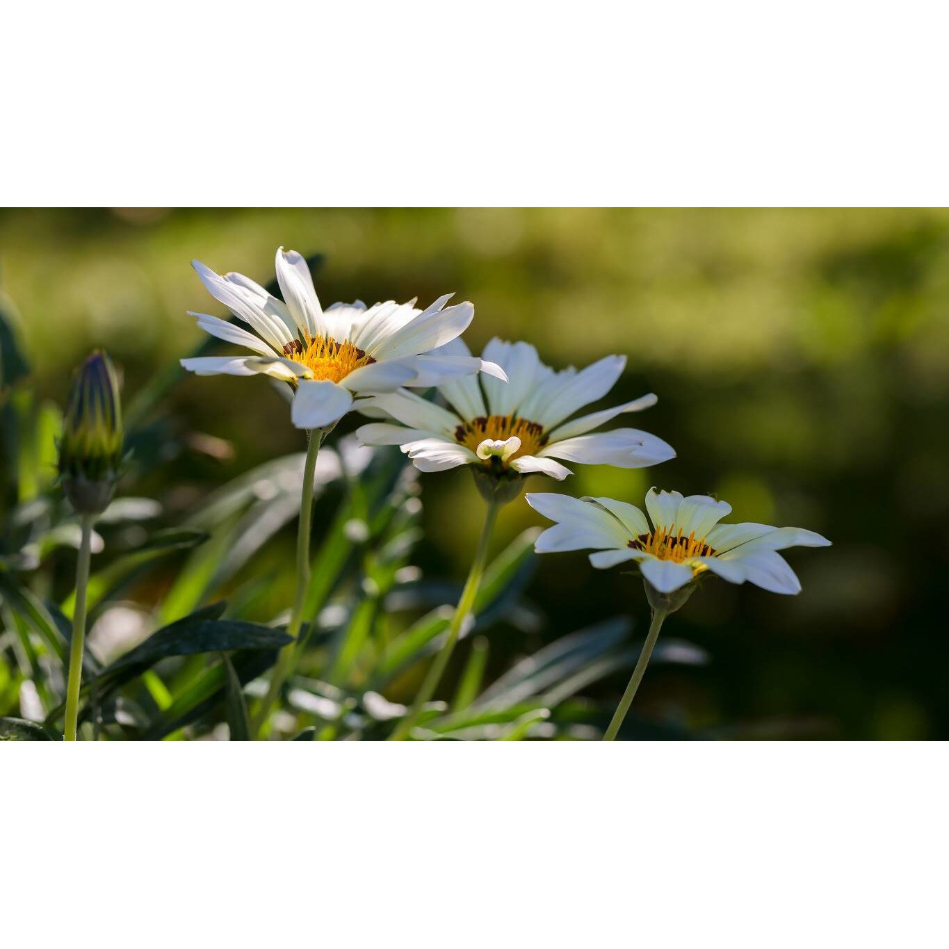 Tablou canvas 90x50 cm, Natura cu Flori model 383