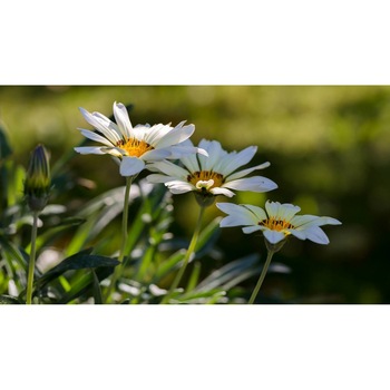 Tablou canvas 90x50 cm, Natura cu Flori model 383 Tablou canvas 90x50 cm, Natura cu Flori model 383