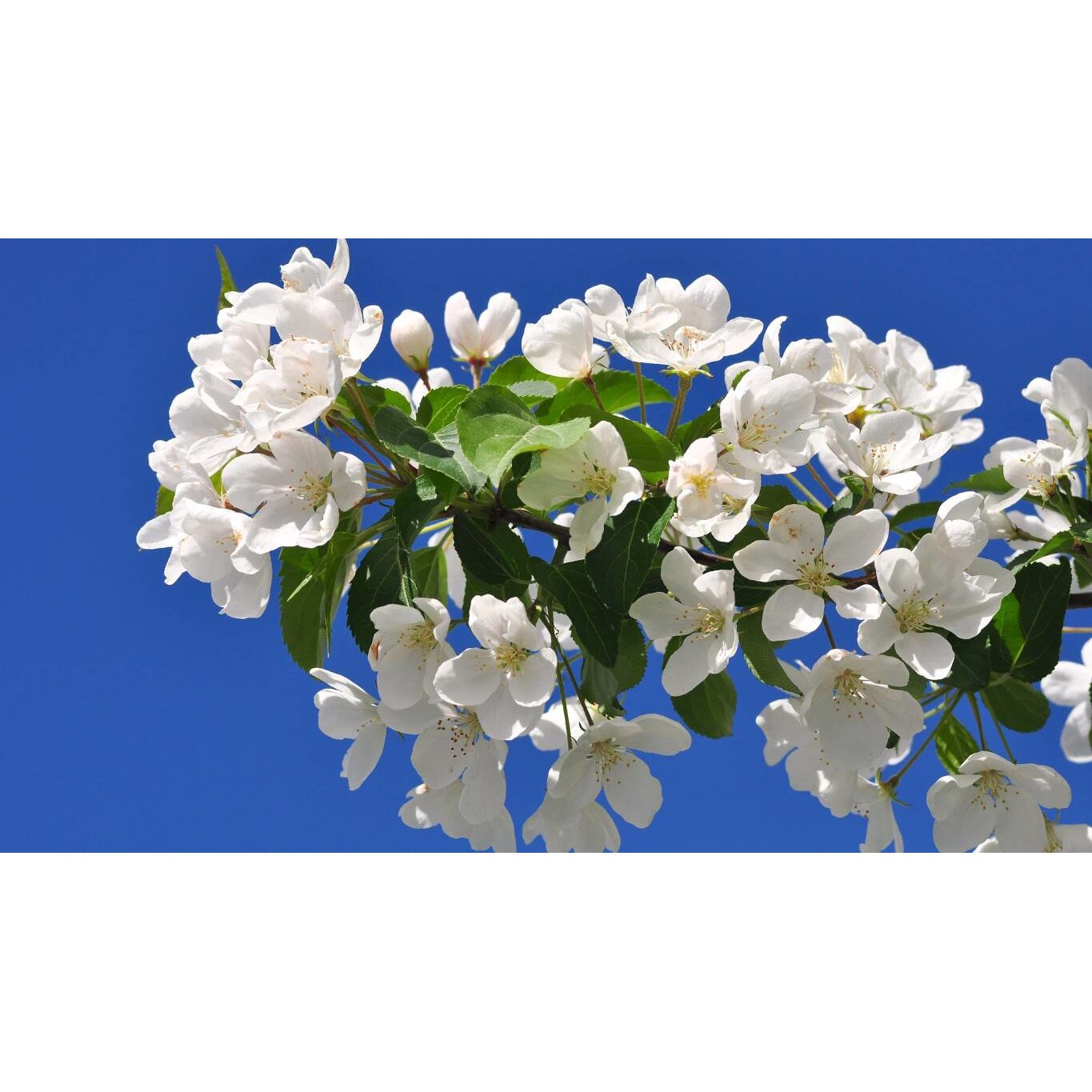 Tablou canvas 90x50 cm, Natura cu Flori model 399