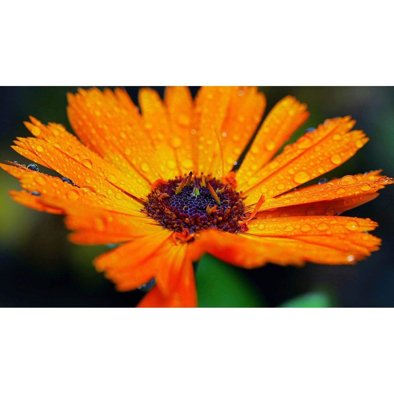 Tablou canvas 75x50 cm, Natura cu Flori model 391