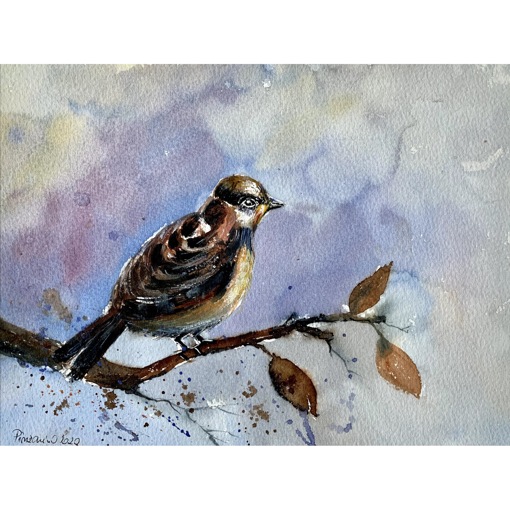 Pictura in acuarela House sparrow - pictat manual, dimensiune 23*30 cm