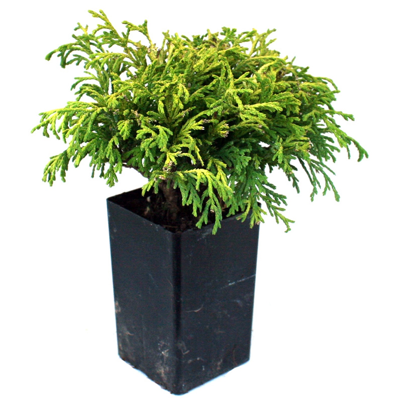 Chiparos - Chamaecyparis Pisifera Golden Mop 5 - 10 cm