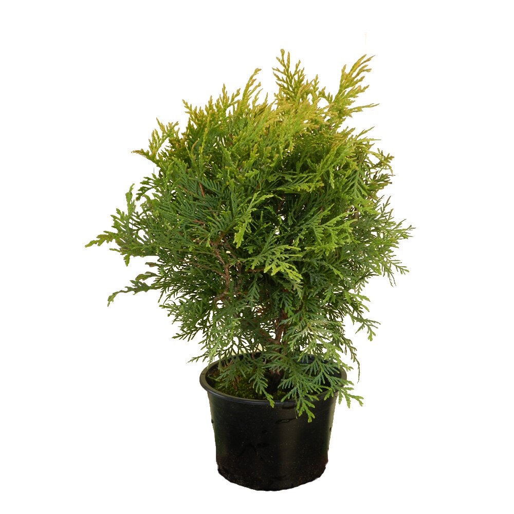 Tuia - Thuja Occidentalis Golden Globe 10 - 20 cm