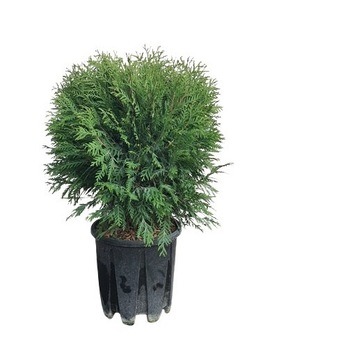 Tuia globular - Thuja Occidentalis Little Champion 20 - 30 cm Tuia globular - Thuja Occidentalis Little Champion 20 - 30 cm