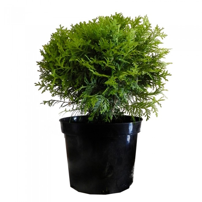 Tuia globular - Thuja Occidentalis Danica 5 - 10 cm