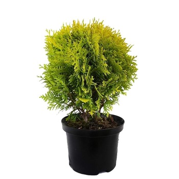 Tuia globular - Thuja Occidentalis Mirijam 5 - 10 cm Tuia globular - Thuja Occidentalis Mirijam 5 - 10 cm