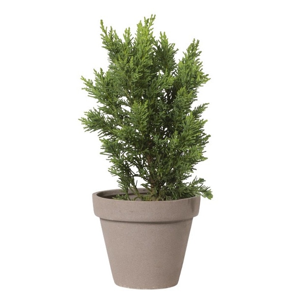 Chiparos - Chamaecyparis Obtusa Draht 10 - 20 cm