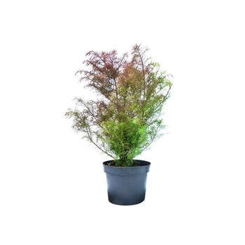 Cedru japonez - Cryptomeria japonica 'Elegans Viridis' 10 - 20 cm Cedru japonez - Cryptomeria japonica 'Elegans Viridis' 10 - 20 cm