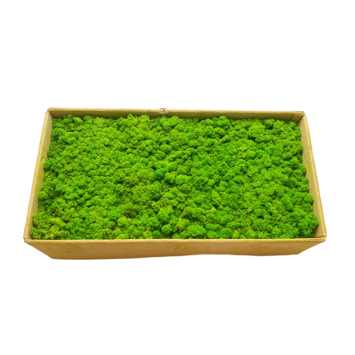 Licheni Stabilizati cutie 5 kg, Light Green