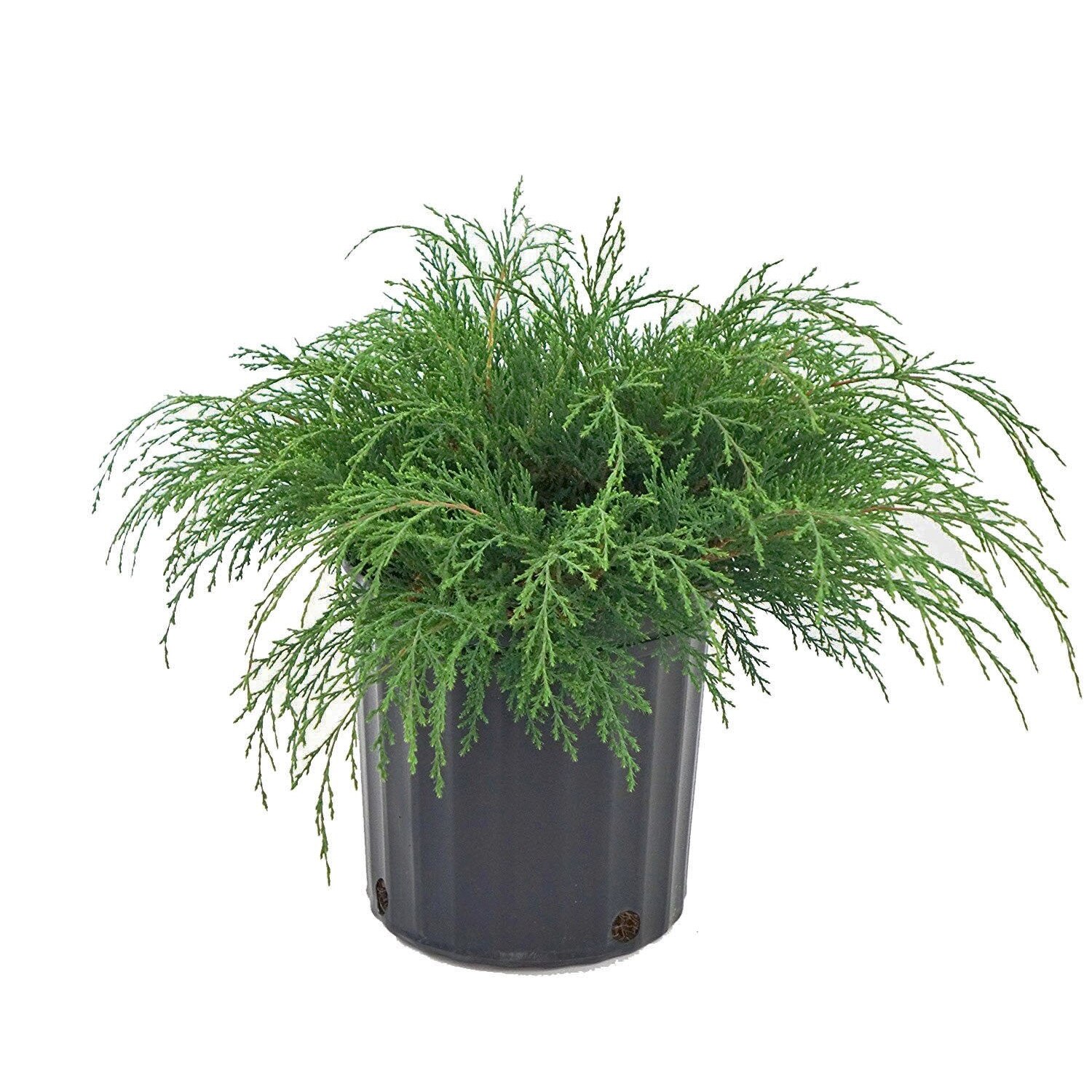 Chiparos tarator - Microbiota decussata 10-20 cm diametru