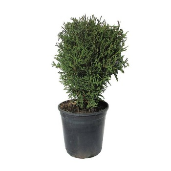 Tuia globular - Thuja Occidentalis Tiny Tim 20 - 30 cm Tuia globular - Thuja Occidentalis Tiny Tim 20 - 30 cm