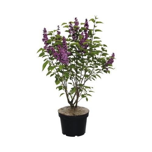 Liliac - Syringa vulgaris Charles Joly 60 - 80 cm